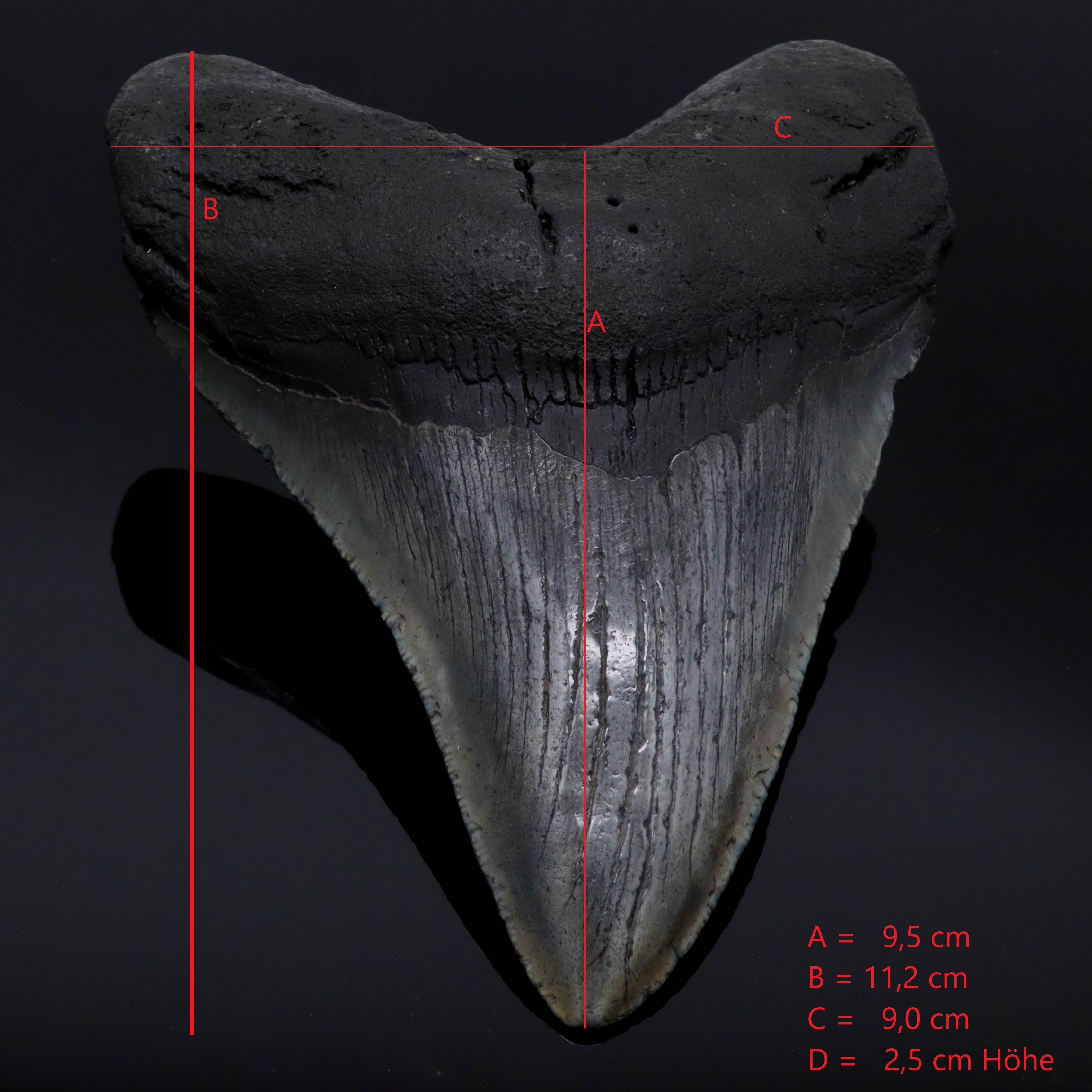 Megalodon Zahn versteinert #2 (11,2cm, 190g)