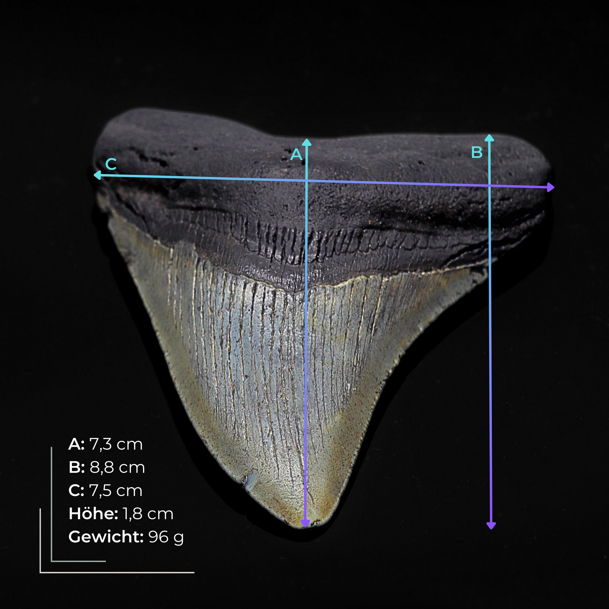 Megalodon Zahn versteinert #10 (8,8cm, 96g)