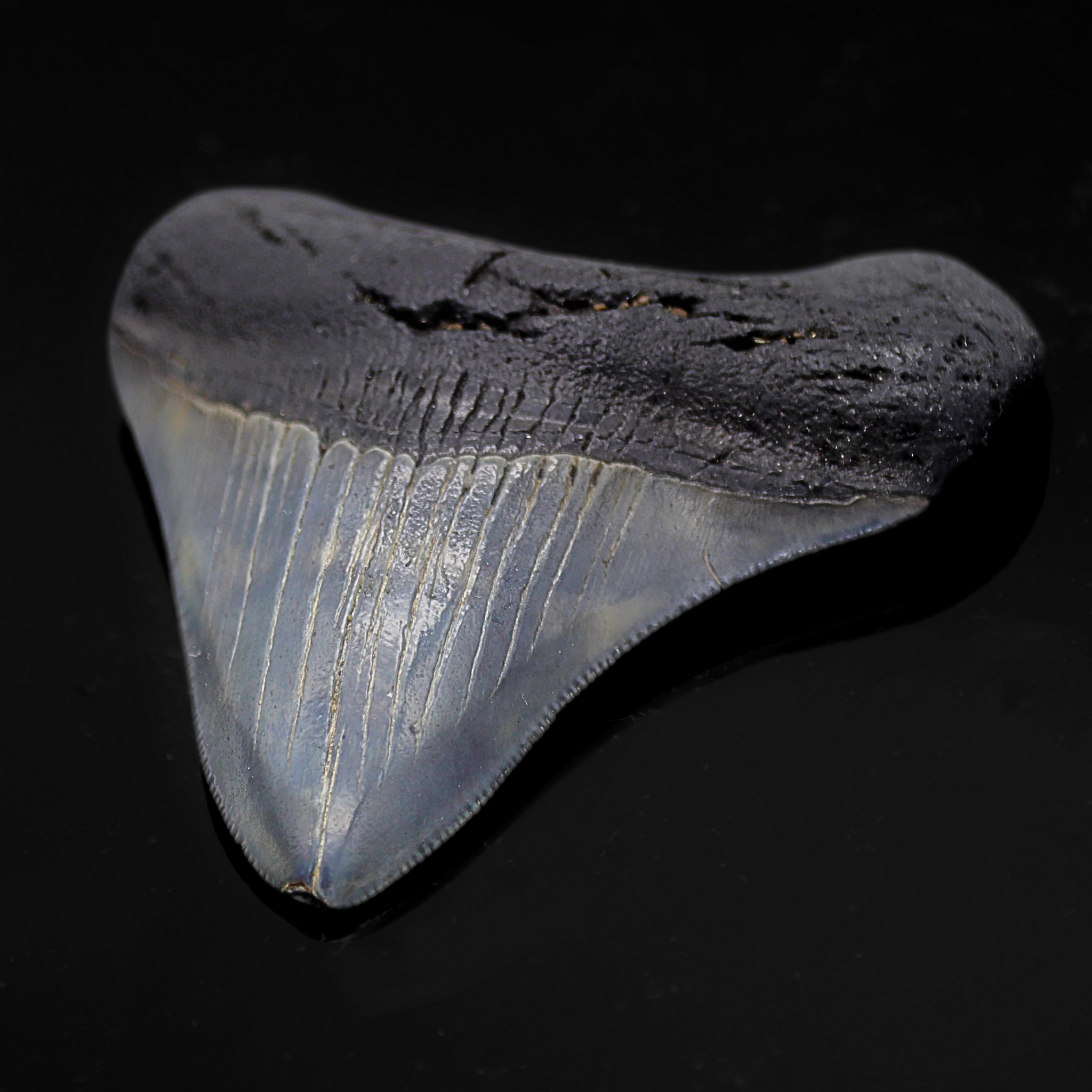 Megalodon Zahn versteinert #11 (7cm, 57g)