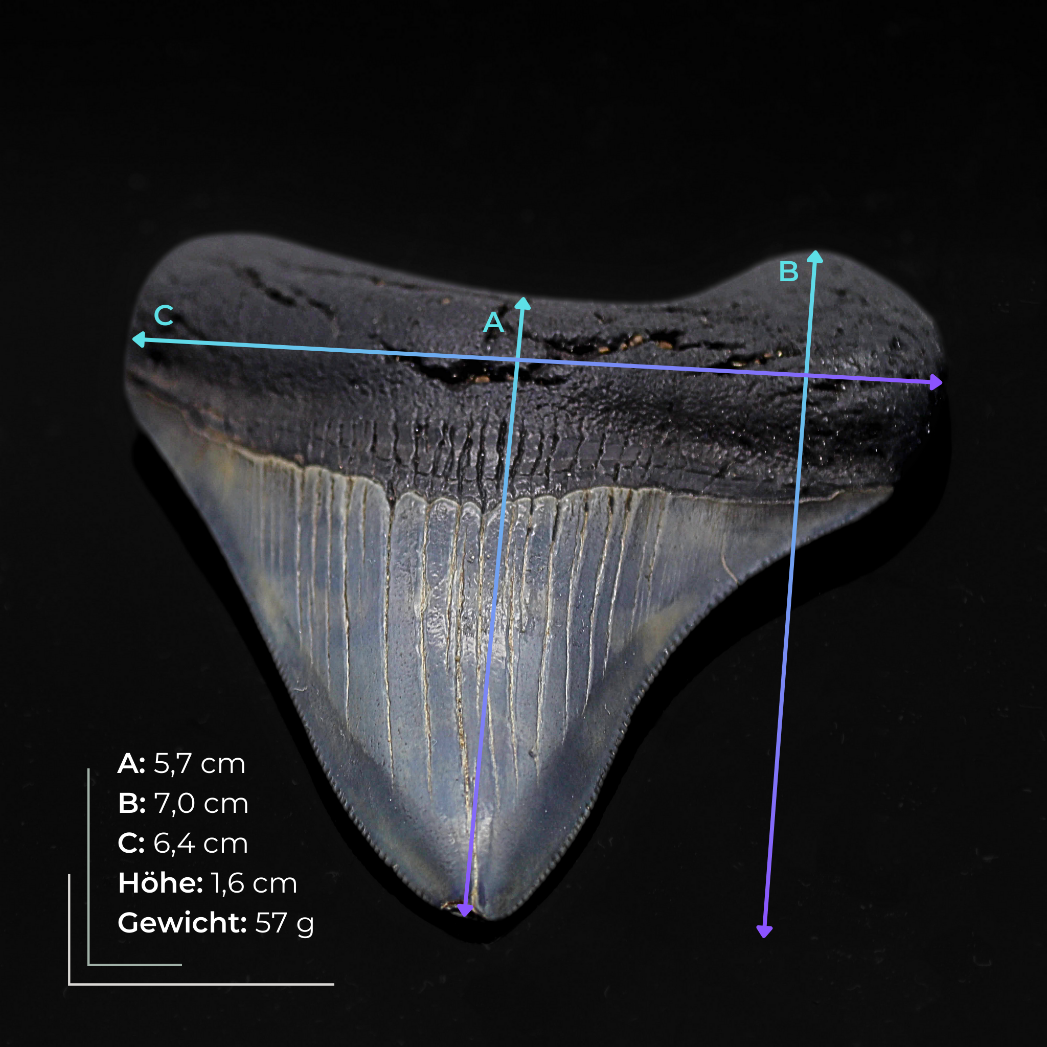 Megalodon Zähne