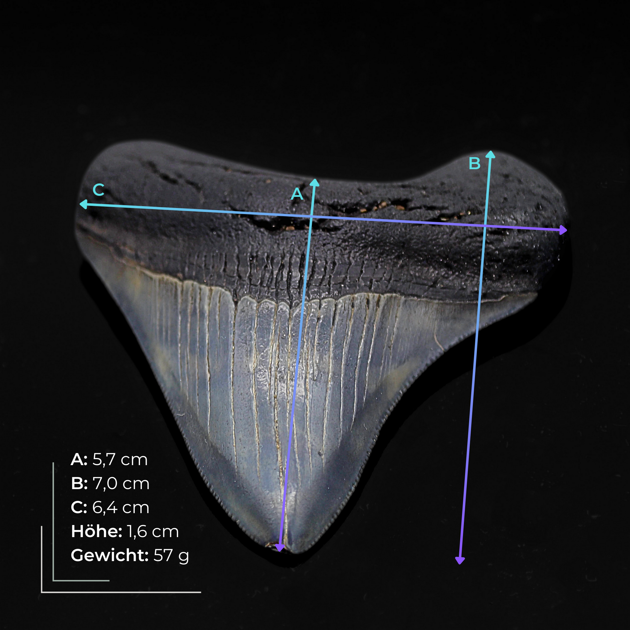 Megalodon Zahn versteinert #11 (7cm, 57g)