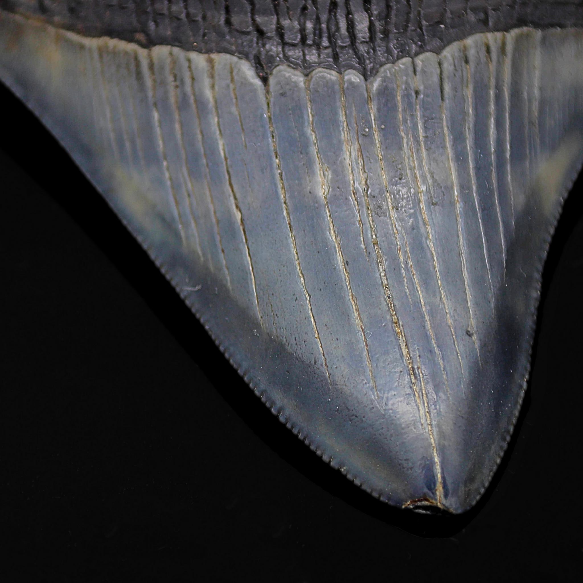 Megalodon Zahn versteinert #11 (7cm, 57g)
