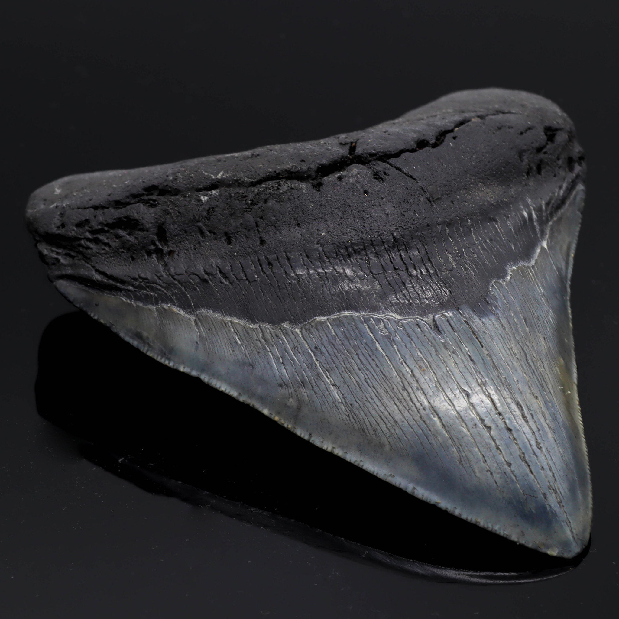 Megalodon Zahn versteinert #6 (11,7cm, 182g)