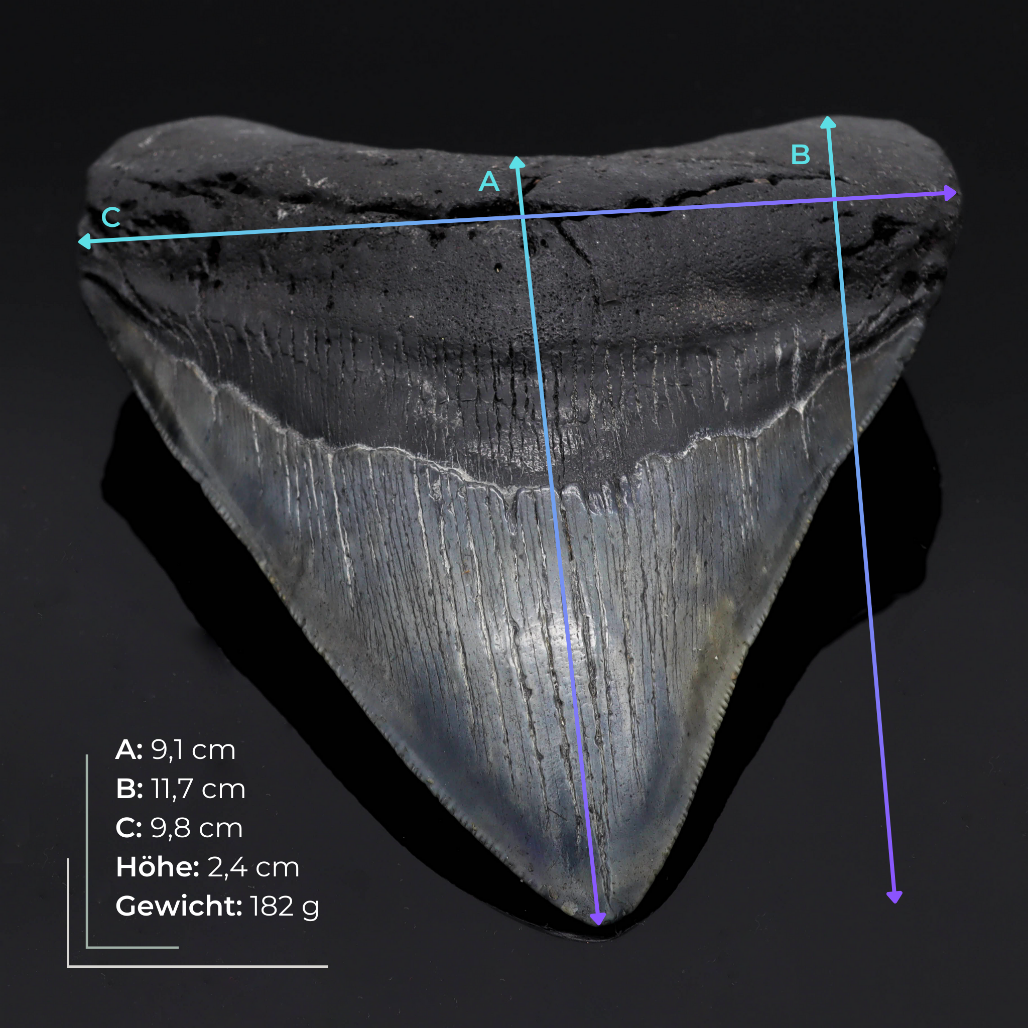 Megalodon Zahn versteinert #6 (11,7cm, 182g)