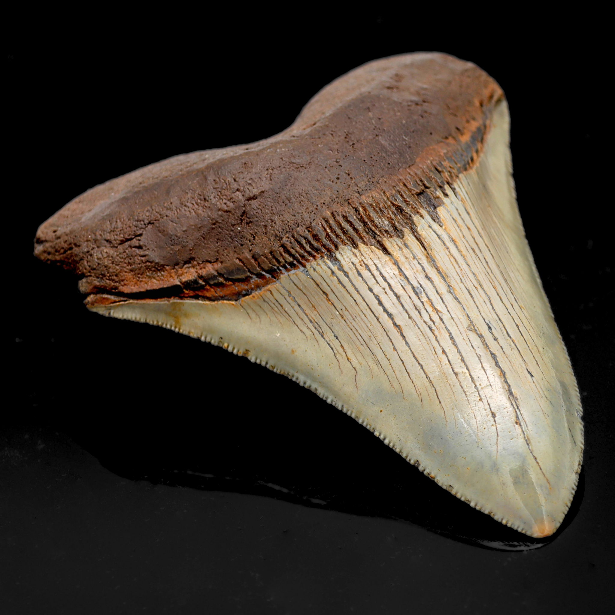 Megalodon Zahn versteinert #8 (10,5cm, 187g)