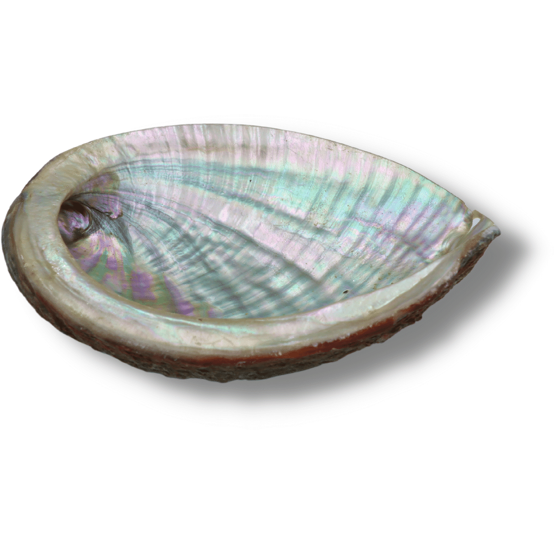 Abalone Muschel