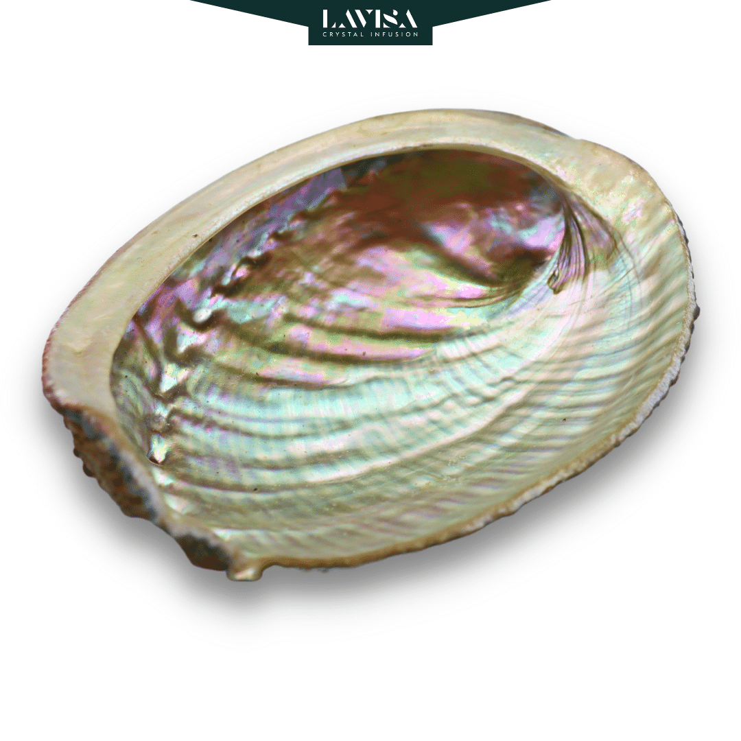 Abalone Muschel