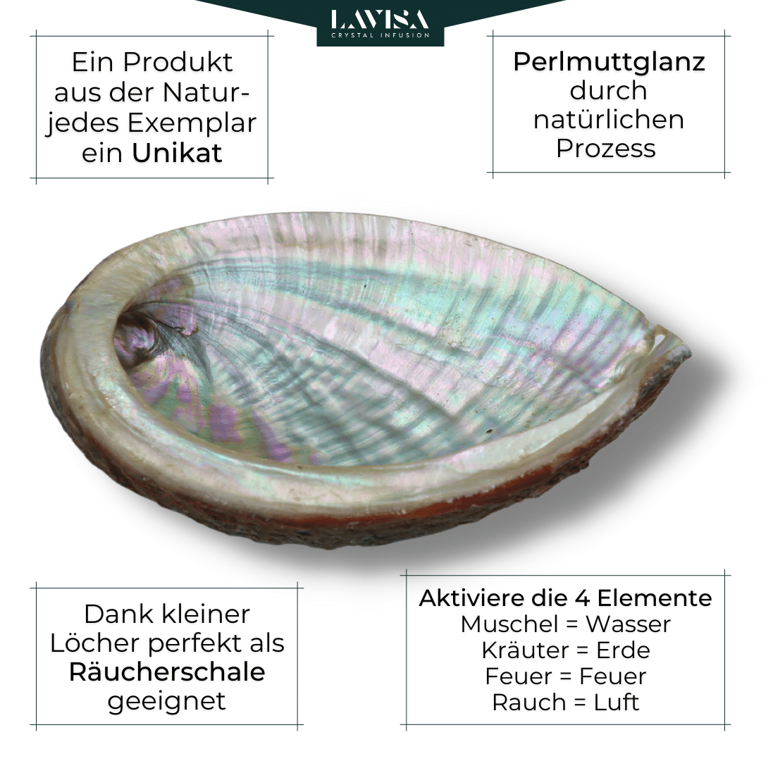 Abalone Muschel