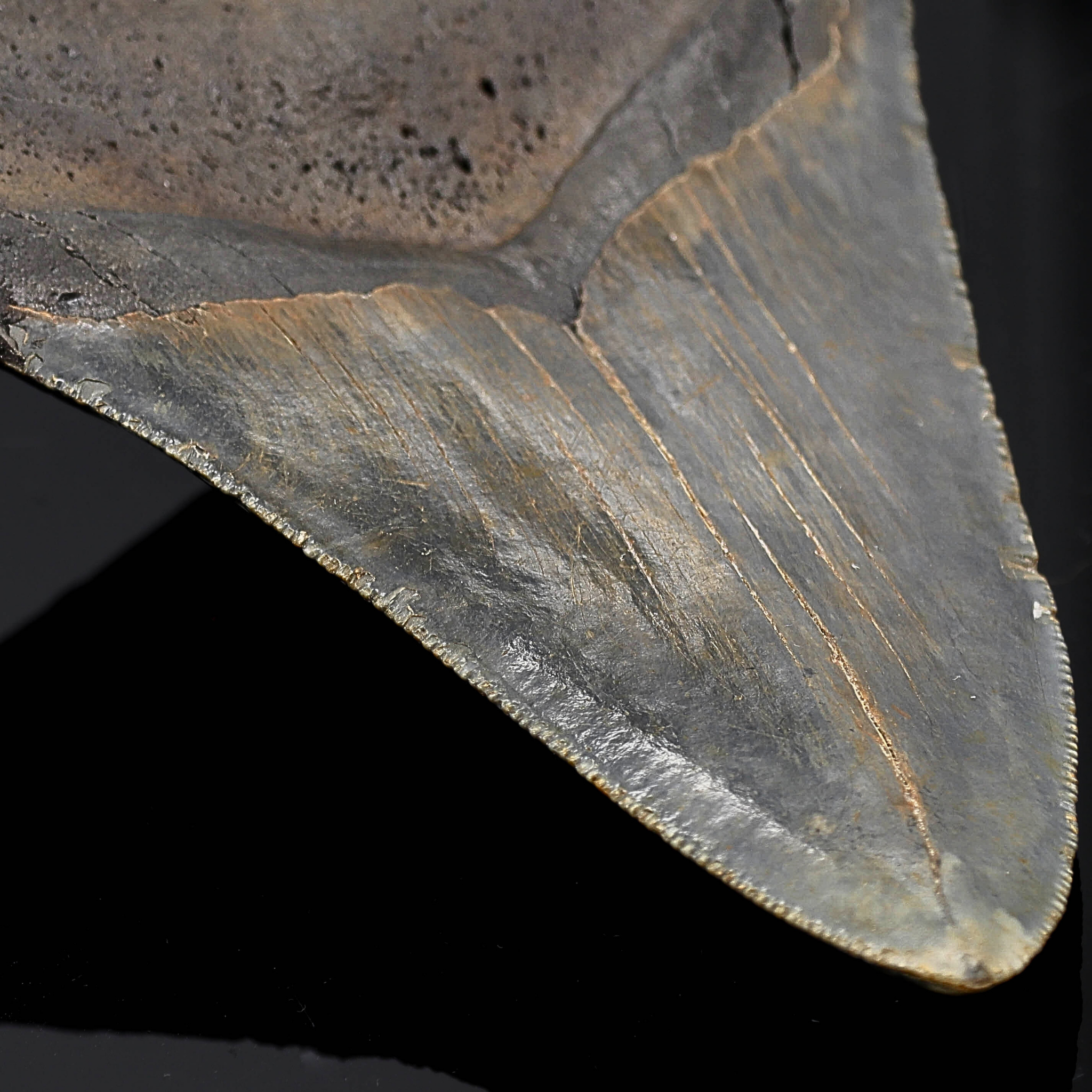 Megalodon Zahn versteinert #7 (11,7cm, 214g)