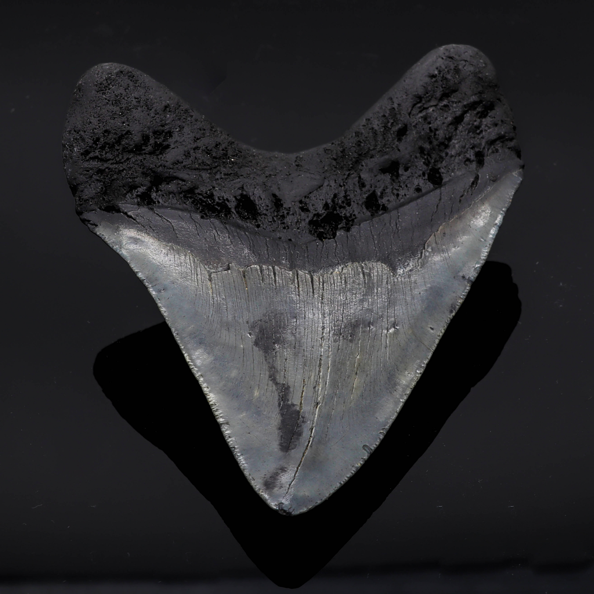 Megalodon Zahn versteinert #6 (11,7cm, 182g)