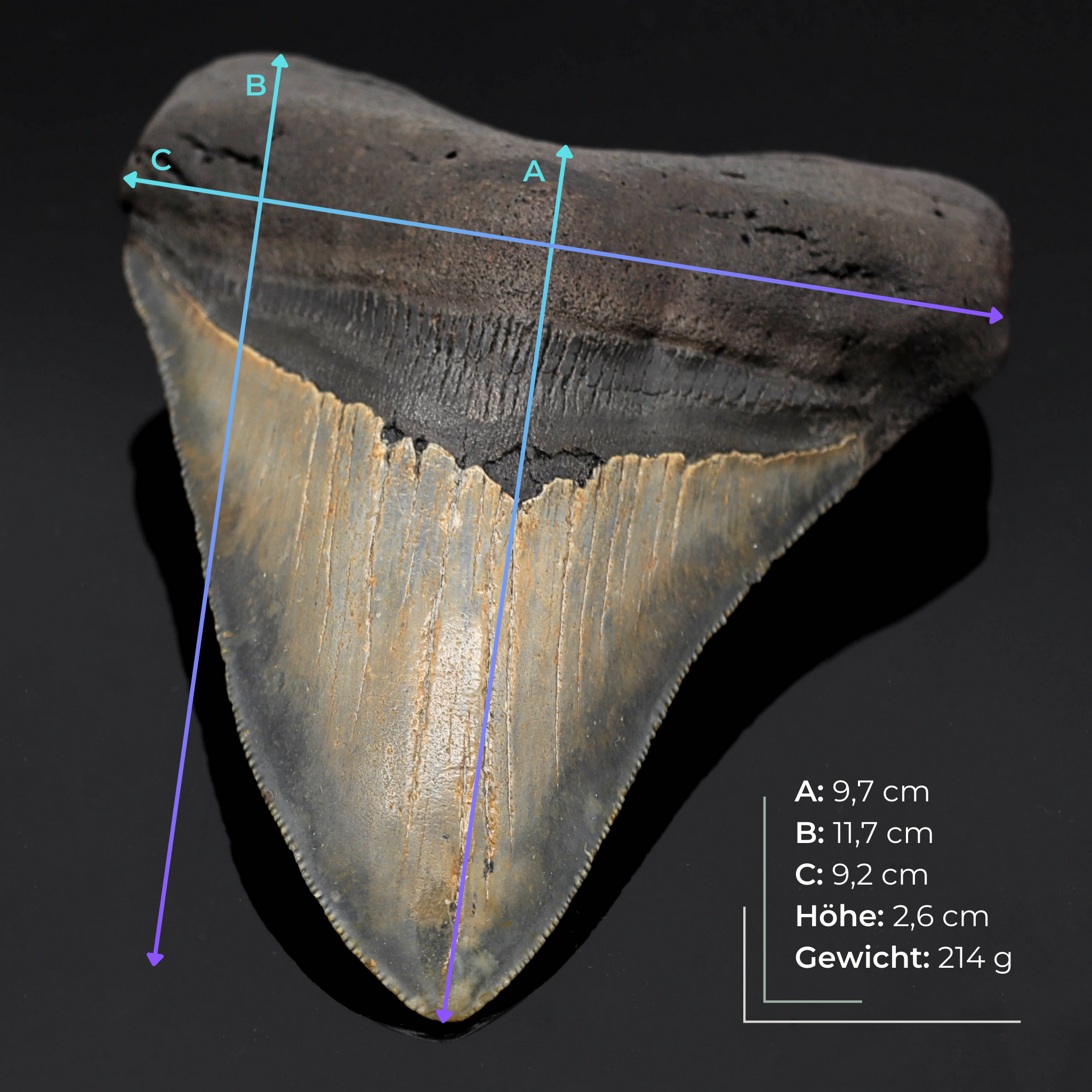 Megalodon Zahn versteinert #7 (11,7cm, 214g)