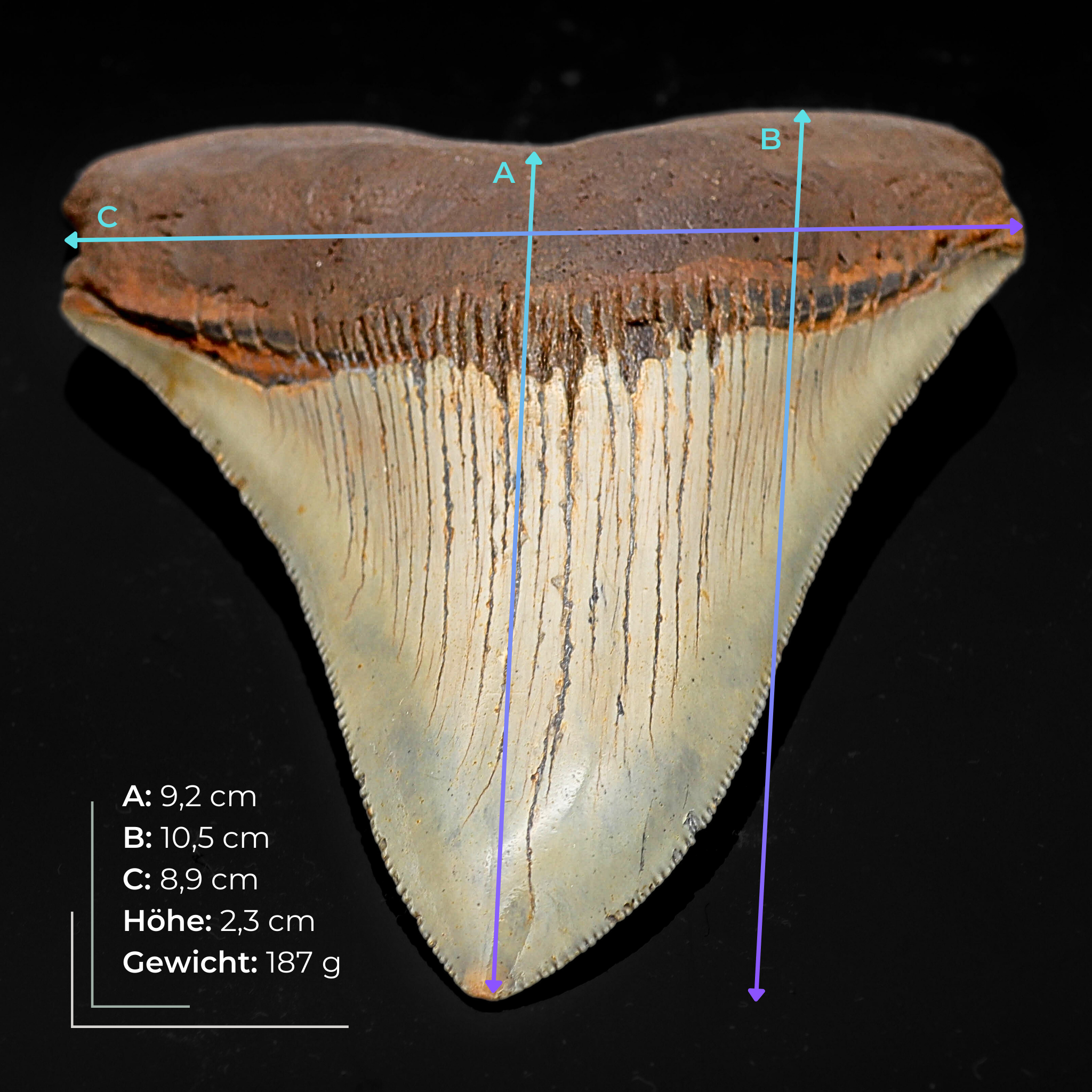 Megalodon Zahn versteinert #8 (10,5cm, 187g)