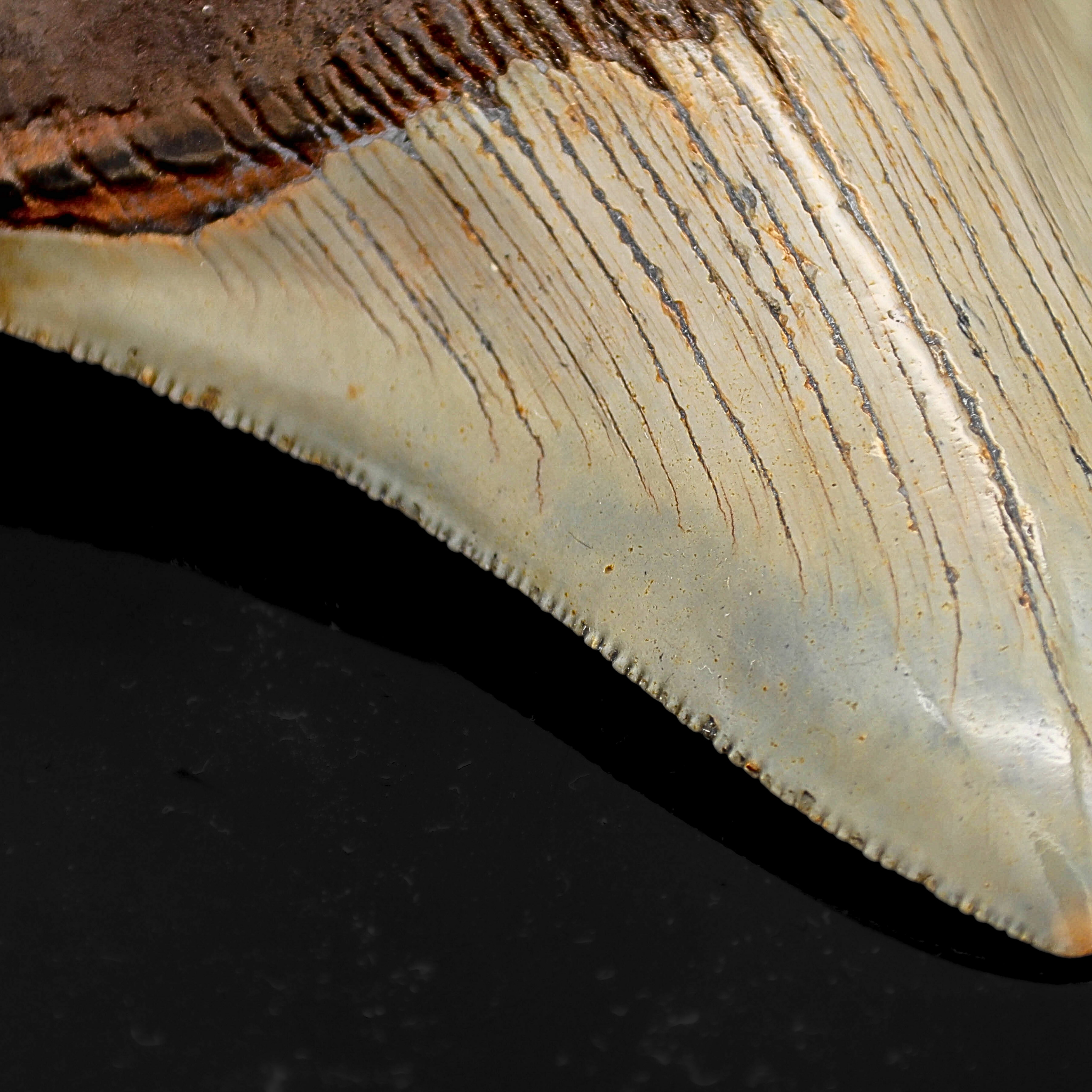 Megalodon Zahn versteinert #8 (10,5cm, 187g)