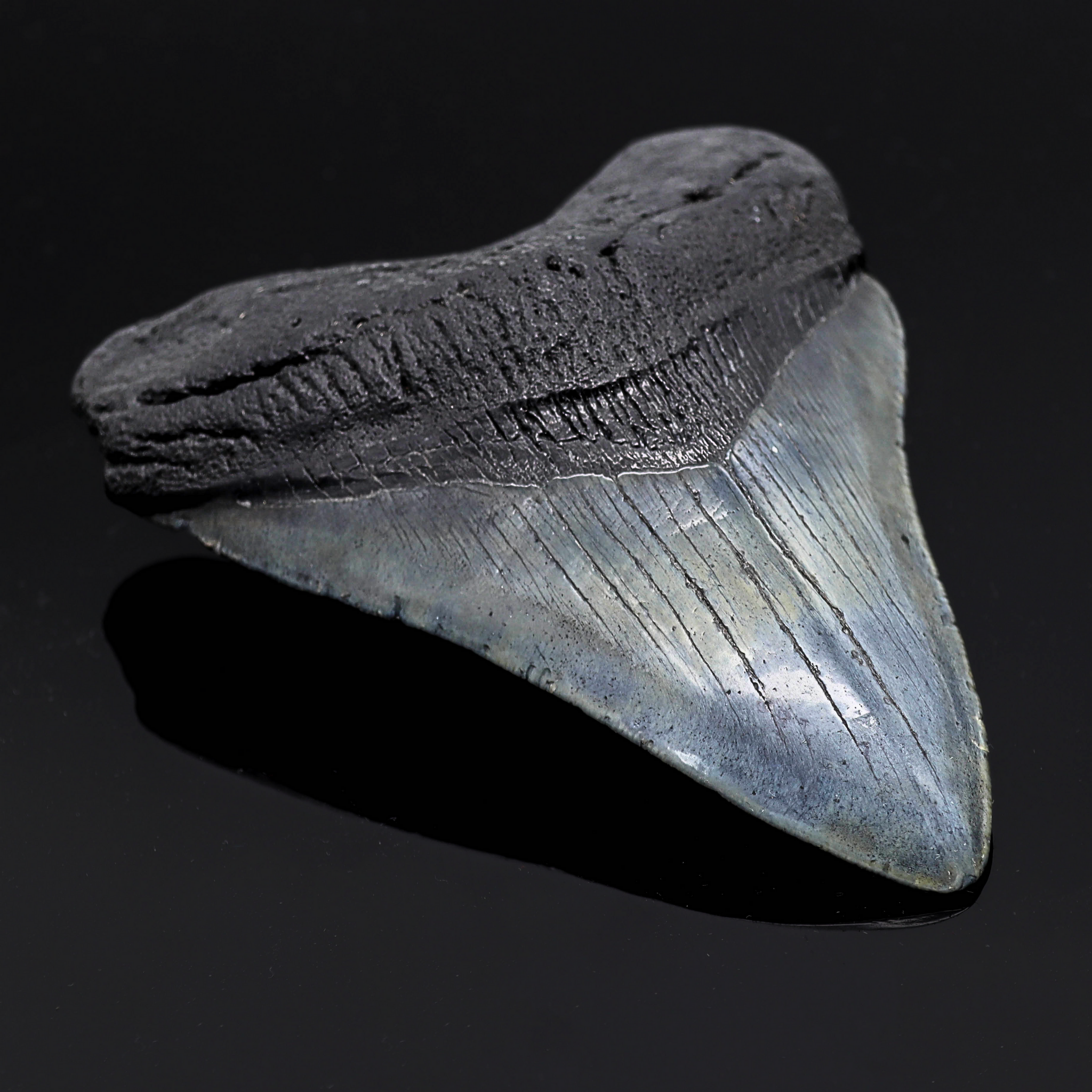 Megalodon Zahn versteinert #9 (11,4cm, 213g)