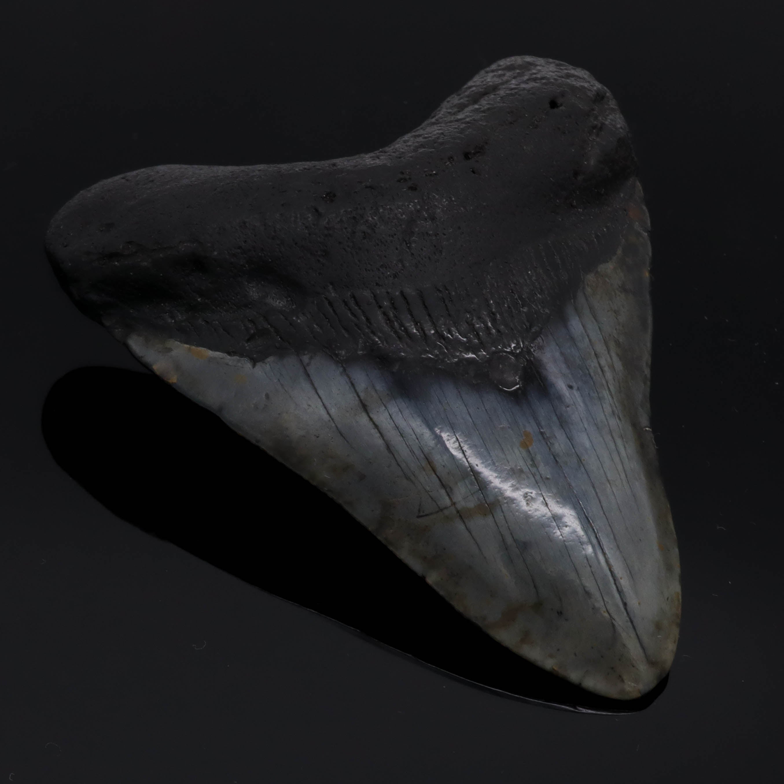 Megalodon tooth fossilized 9cm 110g