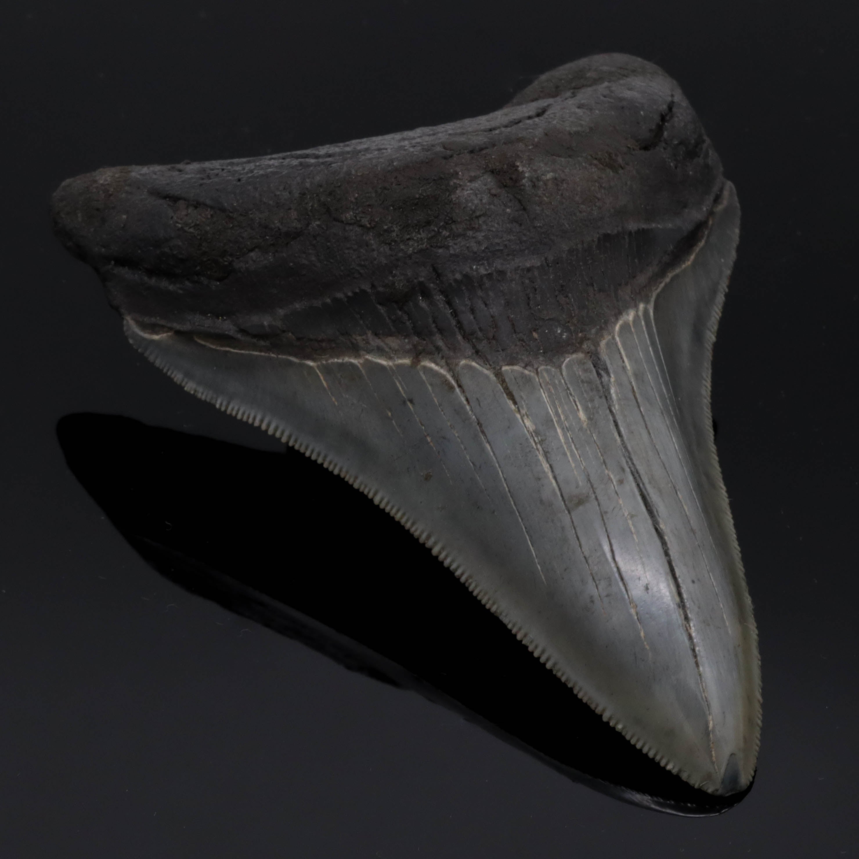 Megalodon tooth fossilized 9cm 100g