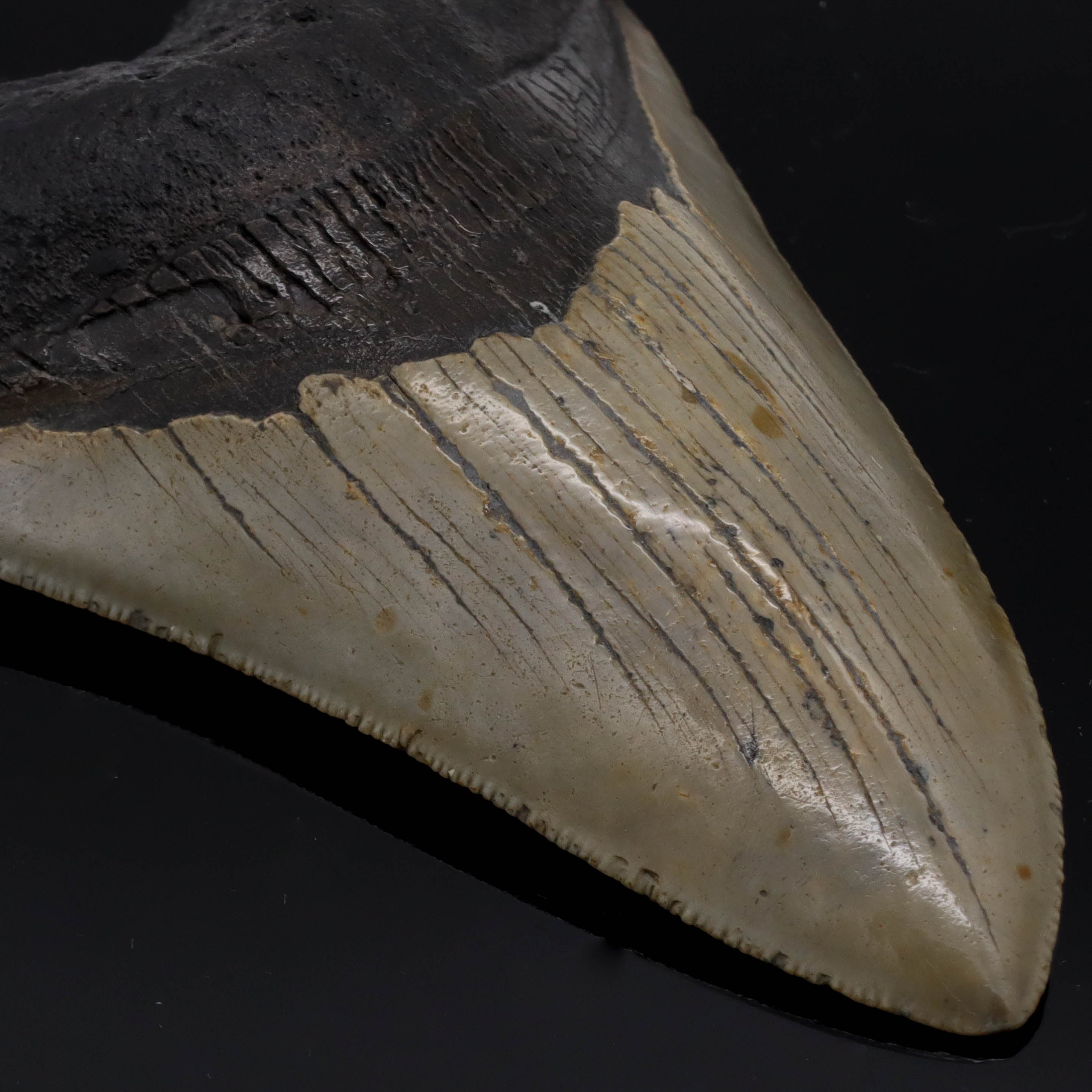 Dent de Megalodon pétrifiée 11.5cm 170g