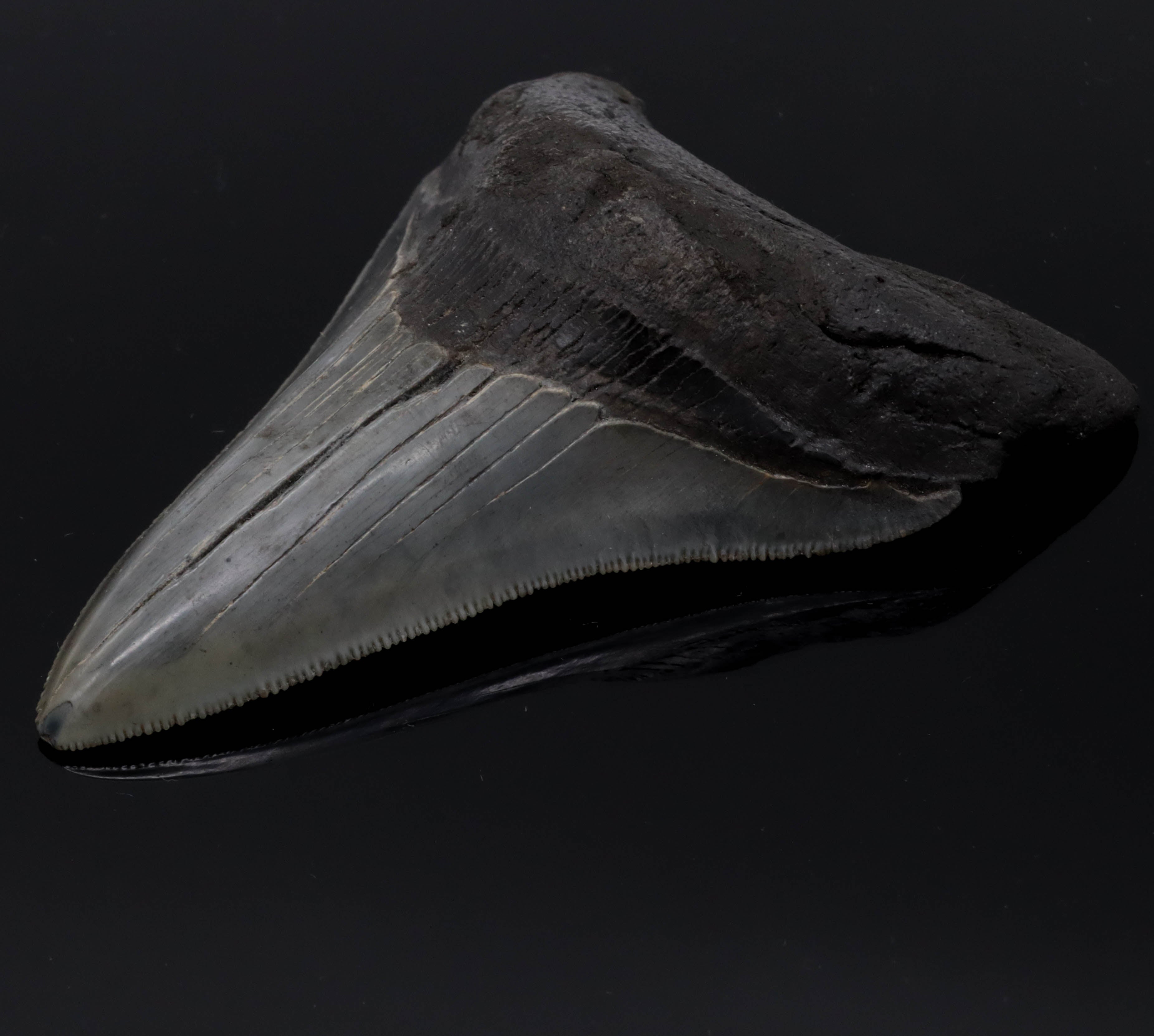 Dent de Megalodon fossilisée 9cm 100g