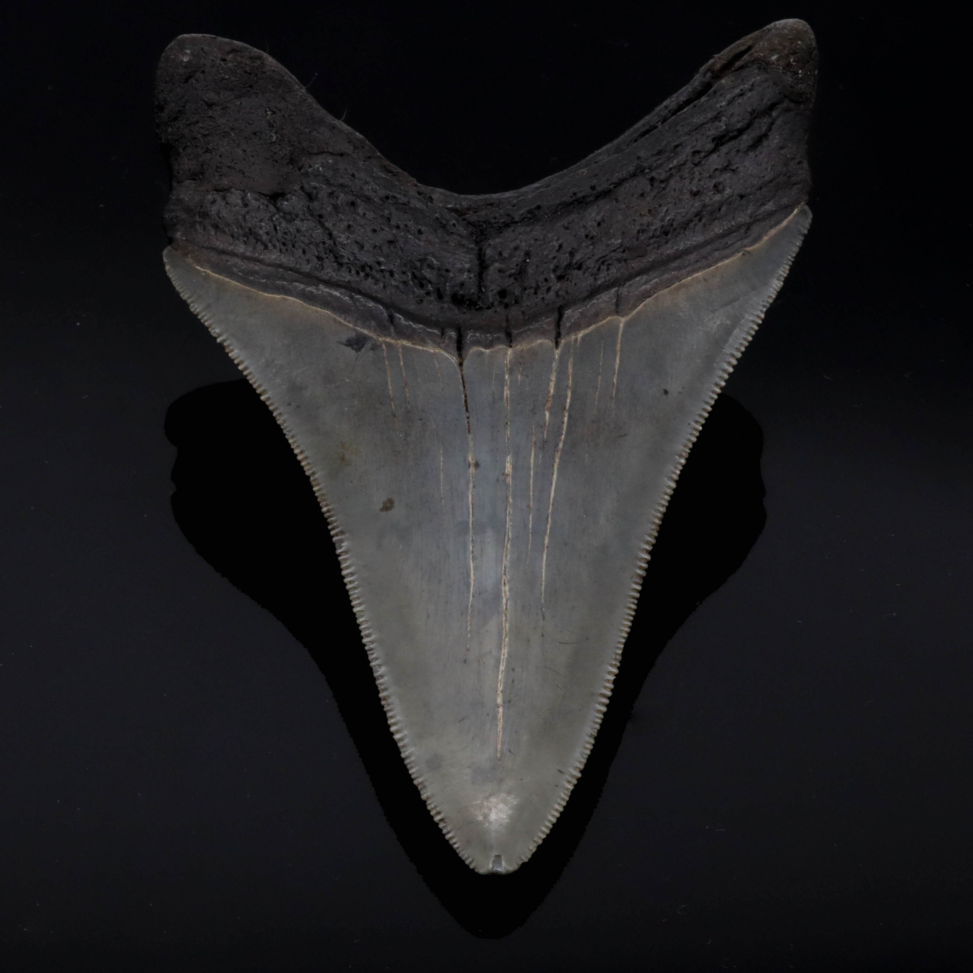 Megalodon Zahn versteinert 9cm 100g #4
