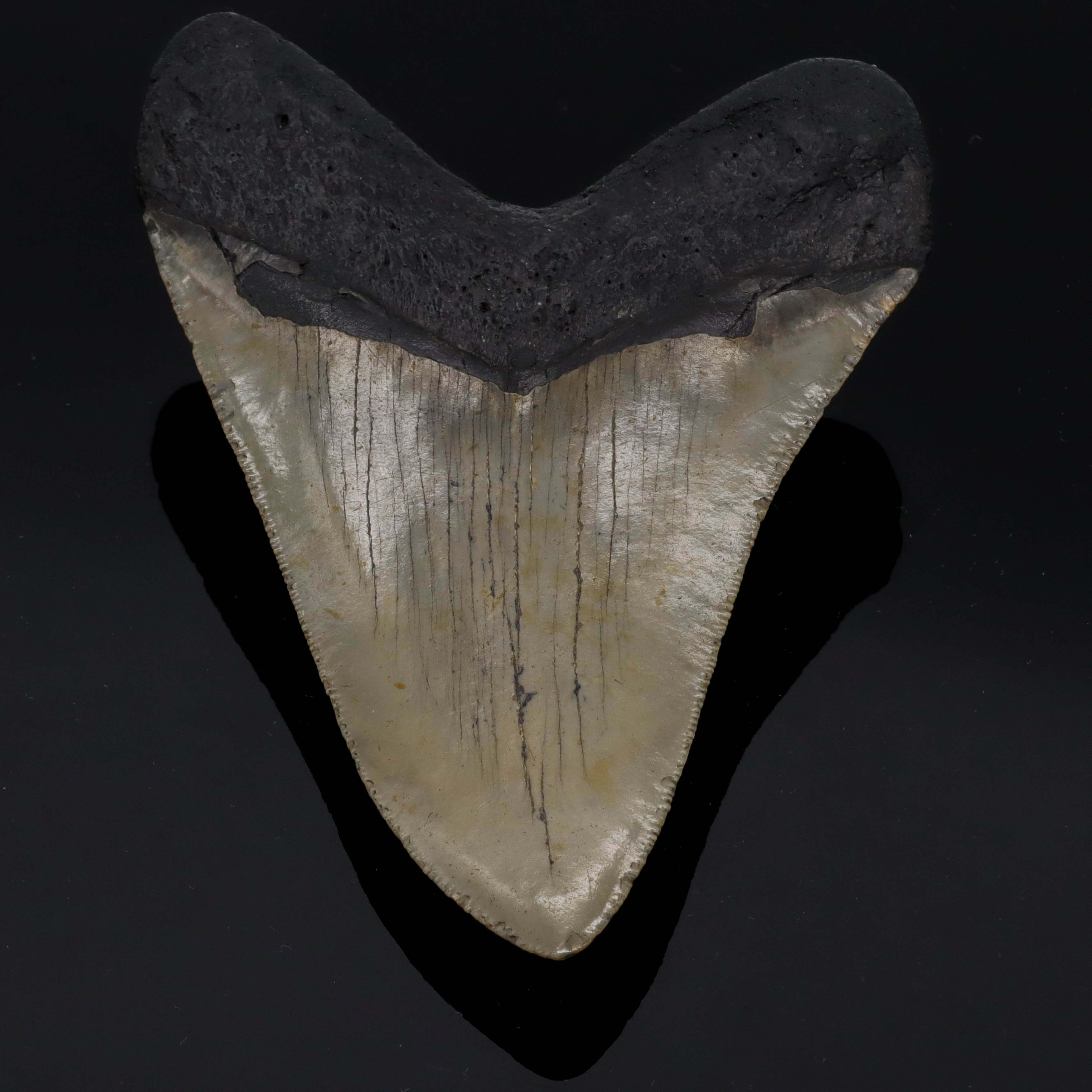 Megalodon tooth petrified 11.5cm 170g
