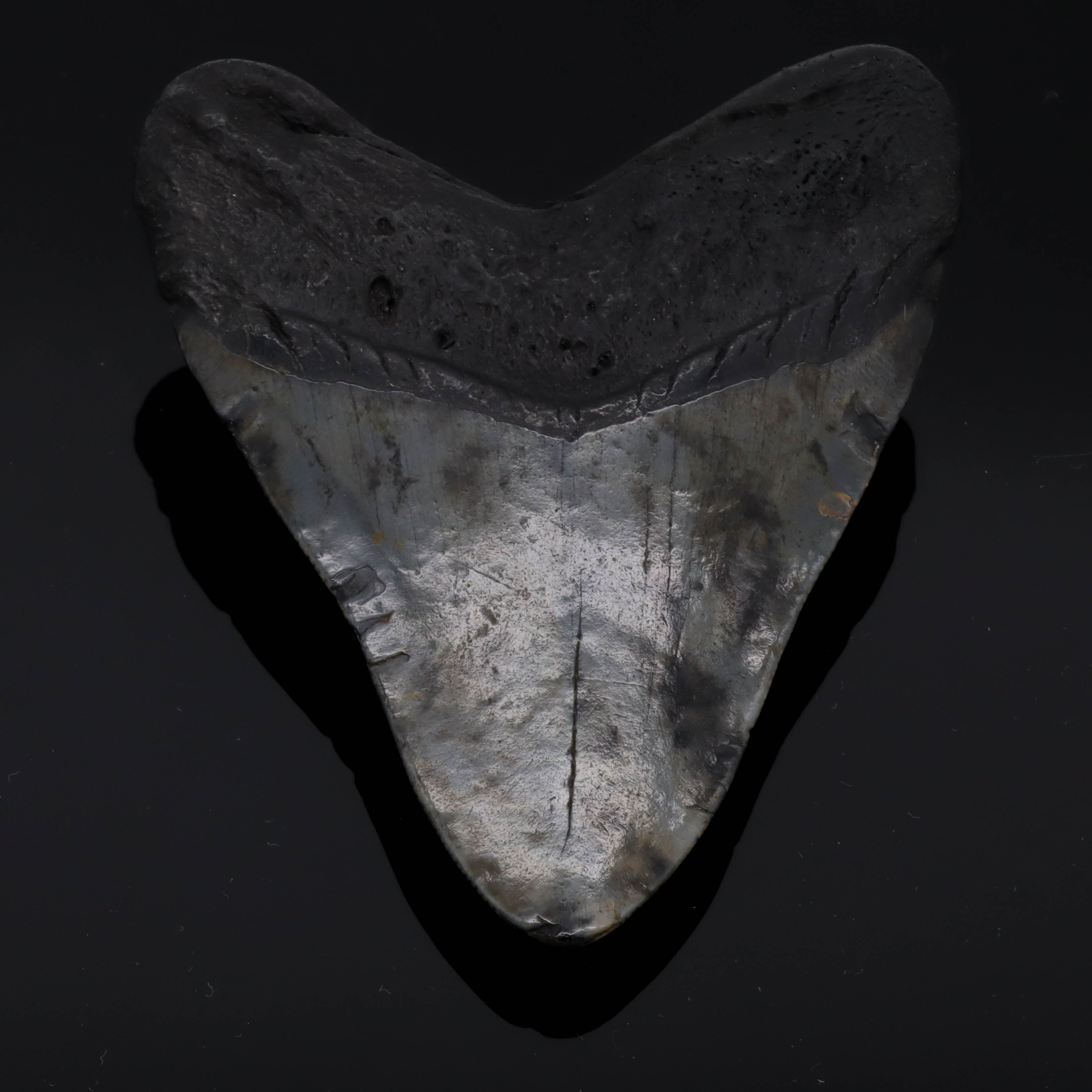 Dent de Megalodon fossilisée 9cm 110g