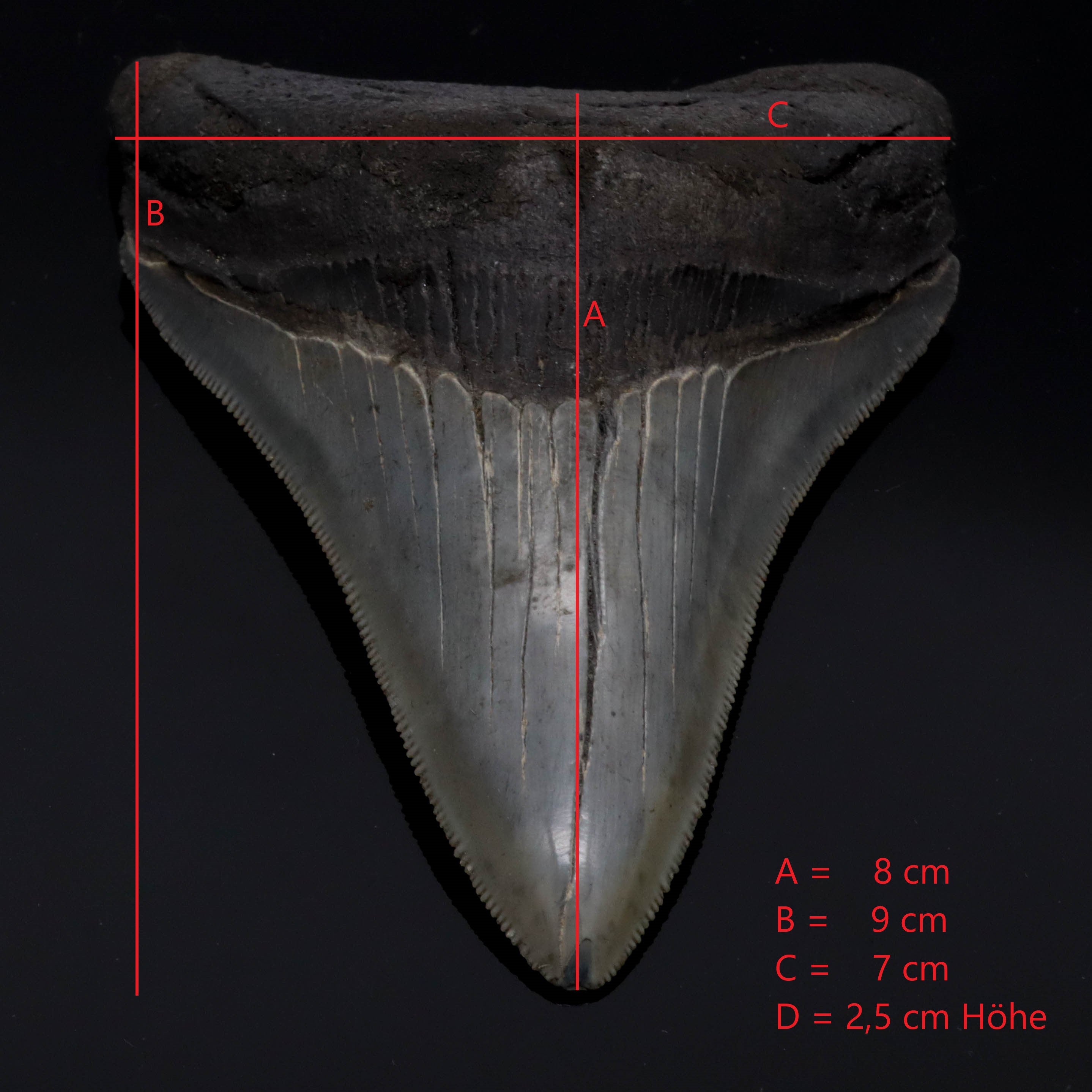 Megalodon Zahn versteinert 9cm 100g #4