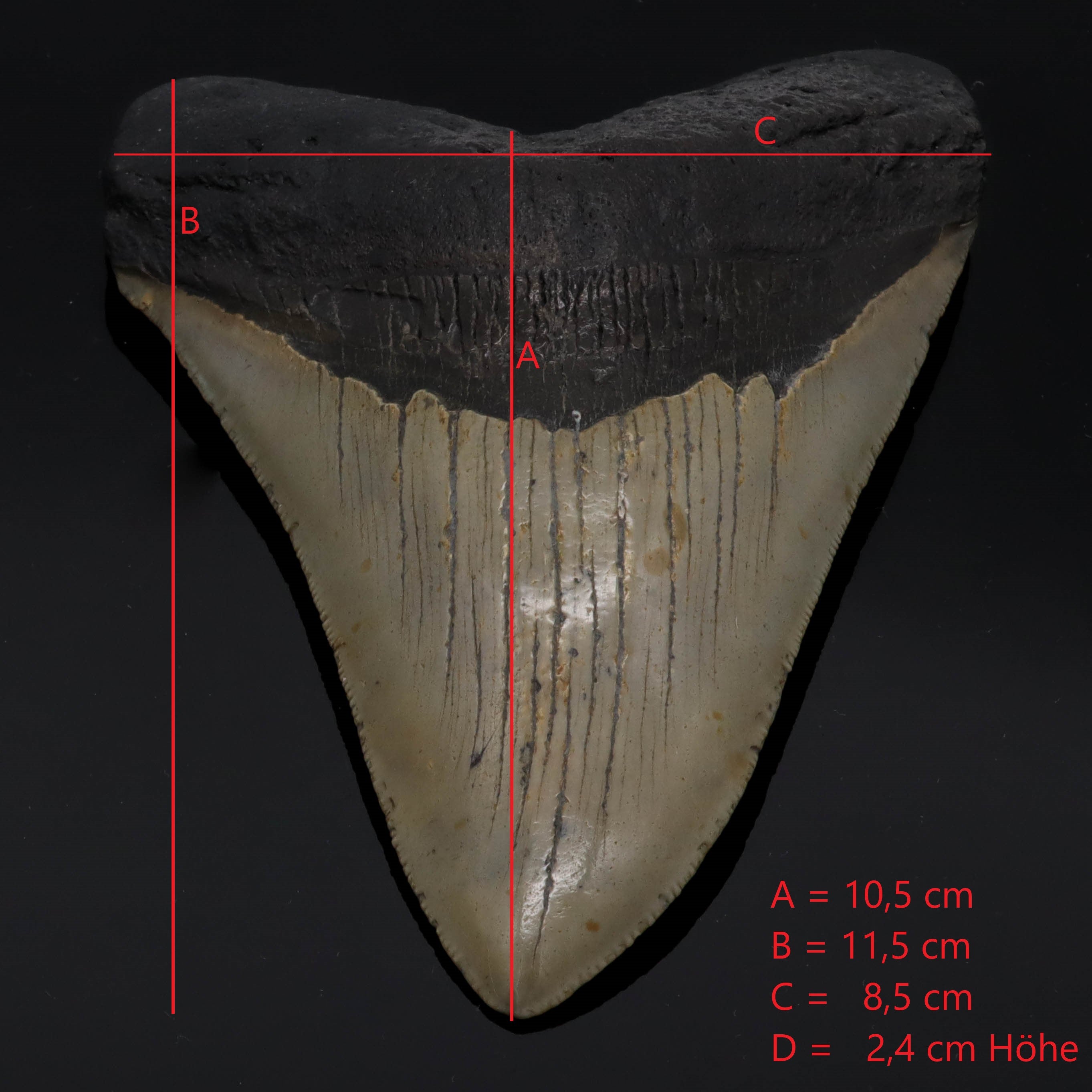 Dent de Megalodon pétrifiée 11.5cm 170g